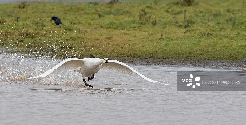 英国德思礼湖上栖息的鸟的侧面图片素材