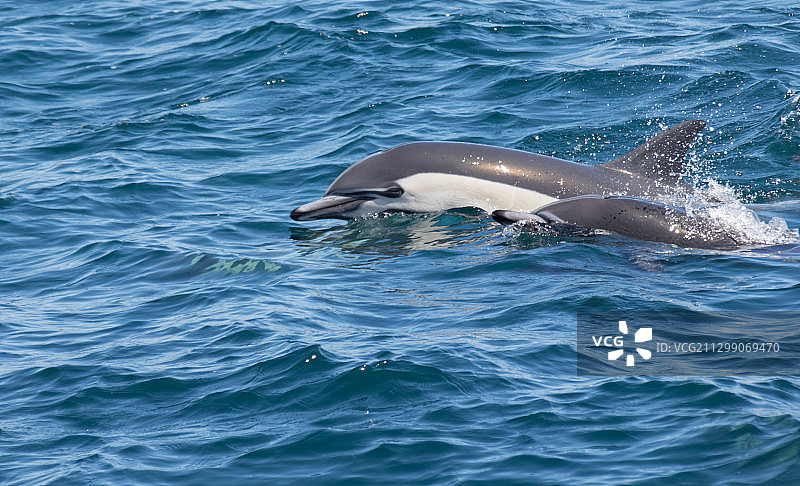 俯视角度拍摄的在英国沃明斯特海中游泳的海豚图片素材