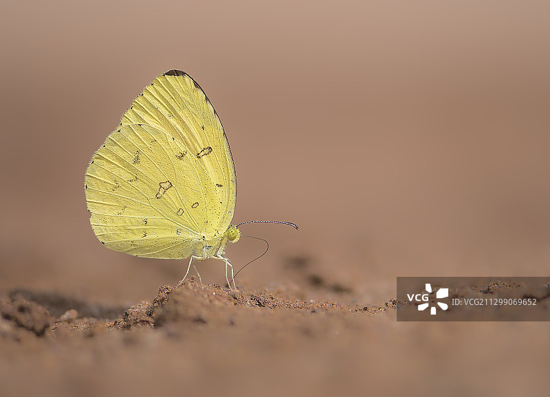 沙滩上的沙子特写图片素材
