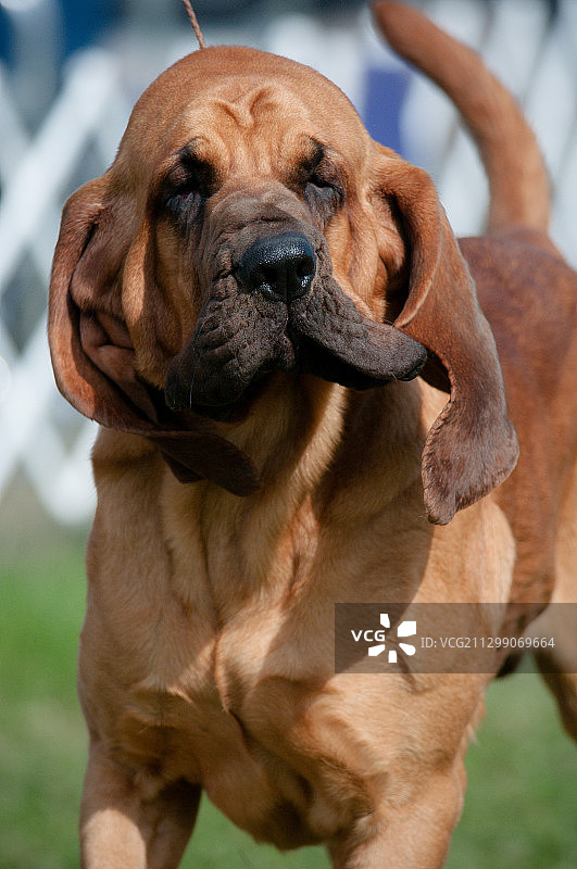 美国佩恩扬狗的侧面特写图片素材