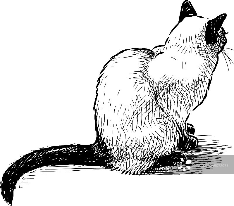 手绘坐着的泰国宠物猫图片素材