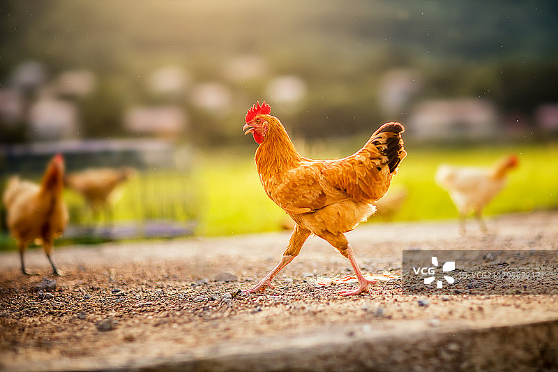 大公鸡雄鸡走地鸡黄鸡图片素材