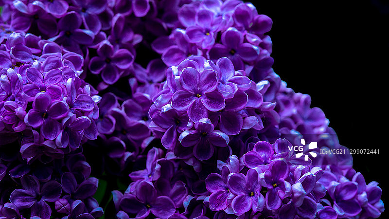加拿大圣让-sur-里什利厄黑色背景下的紫色开花植物特写图片素材