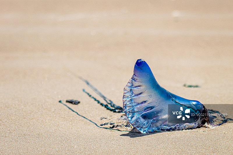美国雷蒙德维尔海滩沙滩上的瓶子特写图片素材