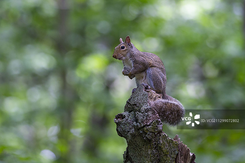 美国马尼托沃克，树干上的松鼠特写图片素材