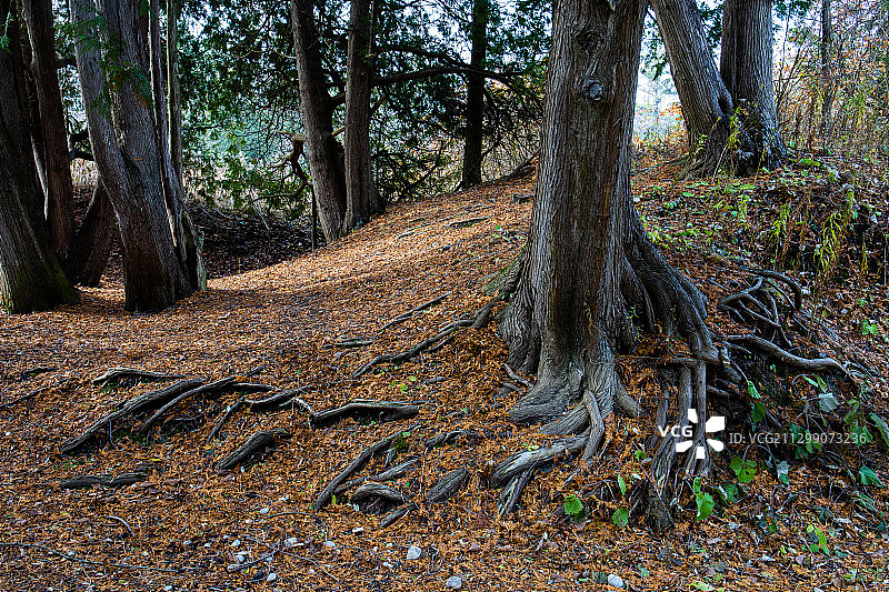 加拿大阿贾克斯森林中的树木图片素材