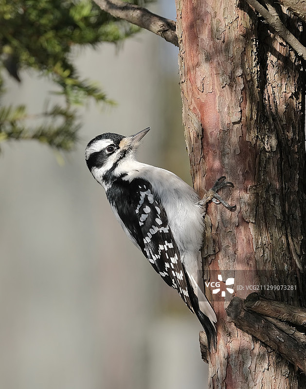 栖息在树干上的鸟儿近景图片素材
