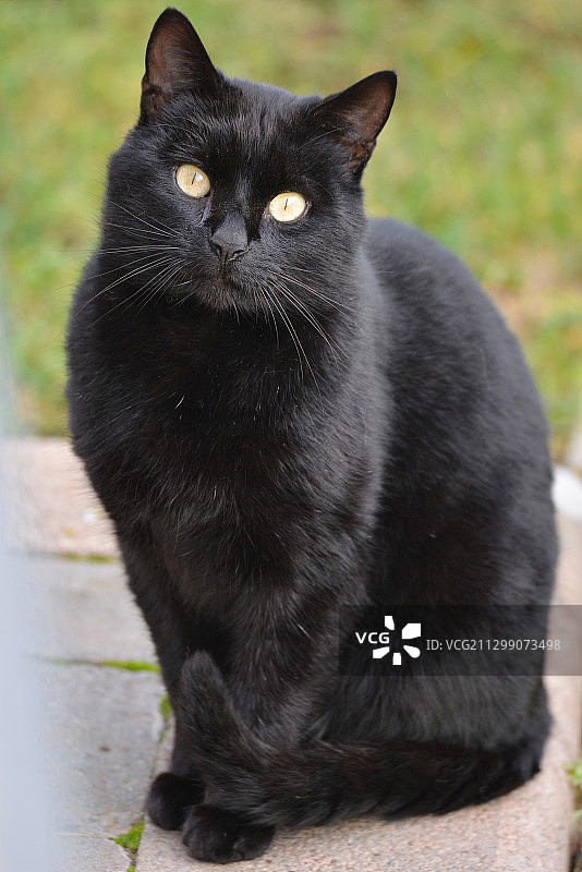意大利米兰的黑猫肖像图片素材