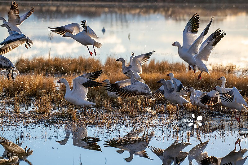 美国索科罗湿地风光图片素材