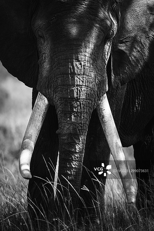 肯尼亚索蒂克邮报，田野里大象的特写图片素材