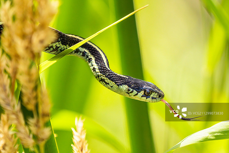 田野上的蛇特写，美国图片素材
