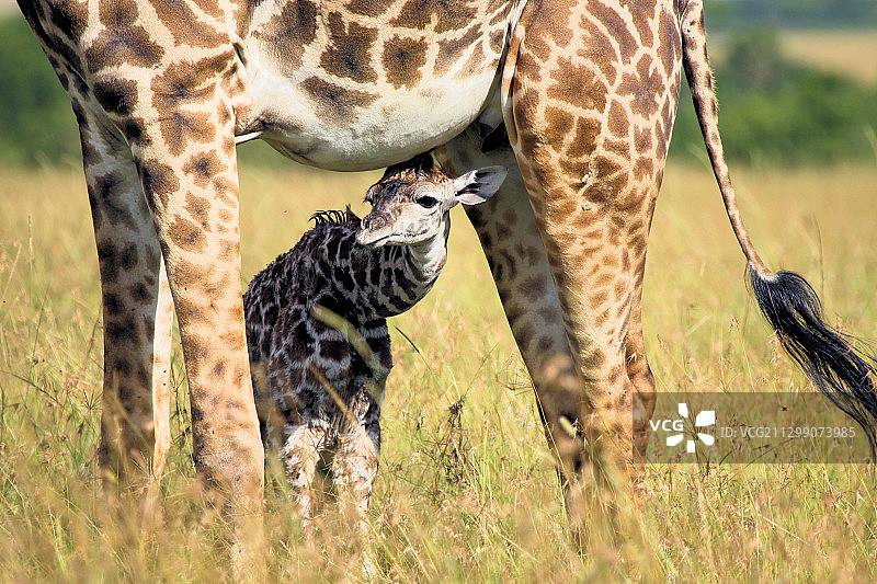 两只幼年长颈鹿与母亲和一只幼崽，坦桑尼亚穆古穆图片素材