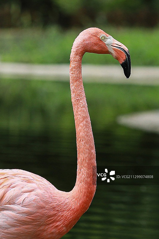 火烈鸟图片素材