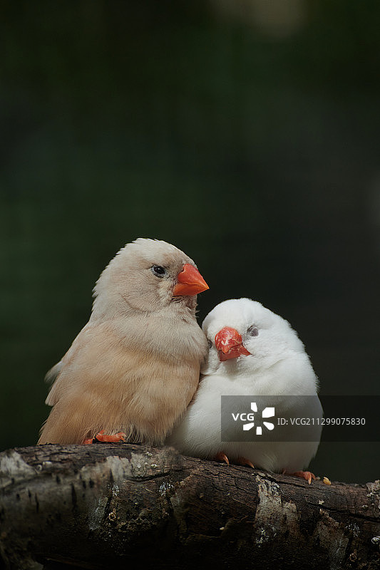两只斑胸草雀在树枝上休息图片素材