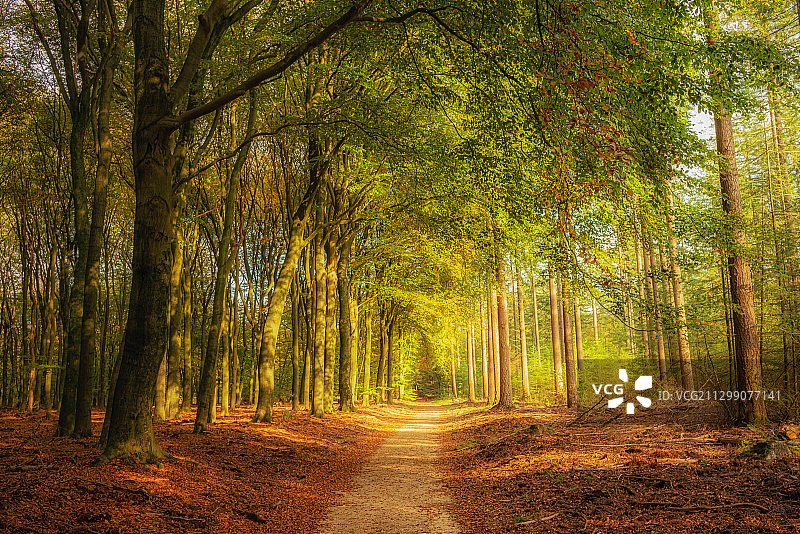 荷兰加德伦，秋季森林中的树木图片素材