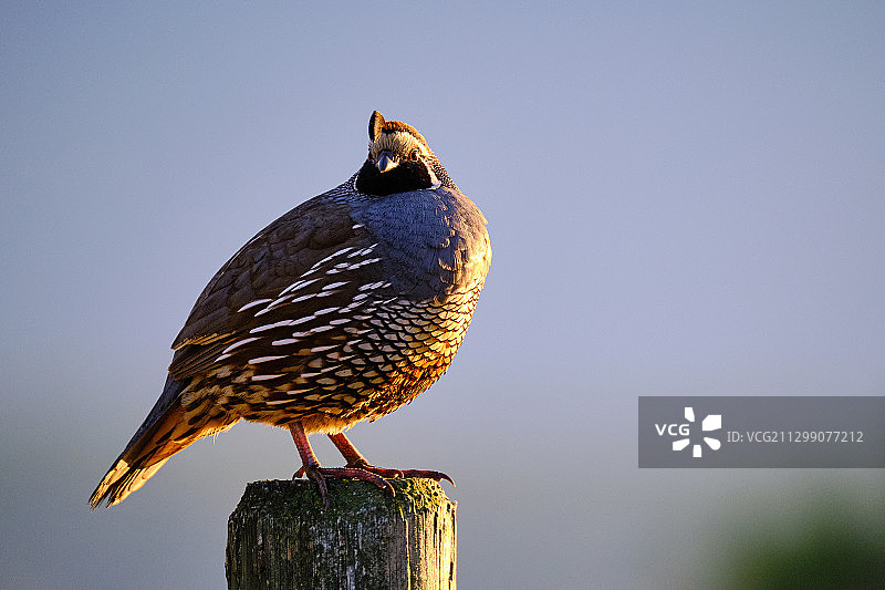 鸟儿栖息在木桩上特写图片素材