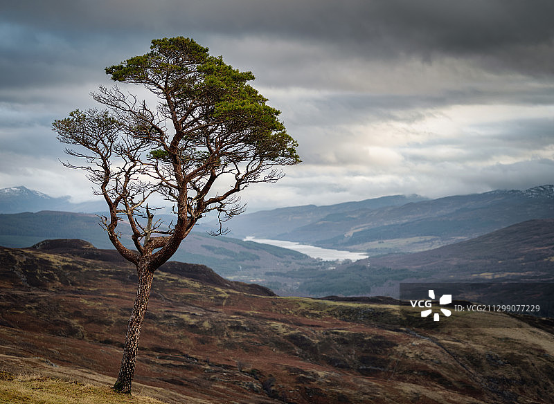 英国阿伯费尔迪山间树木景色图片素材