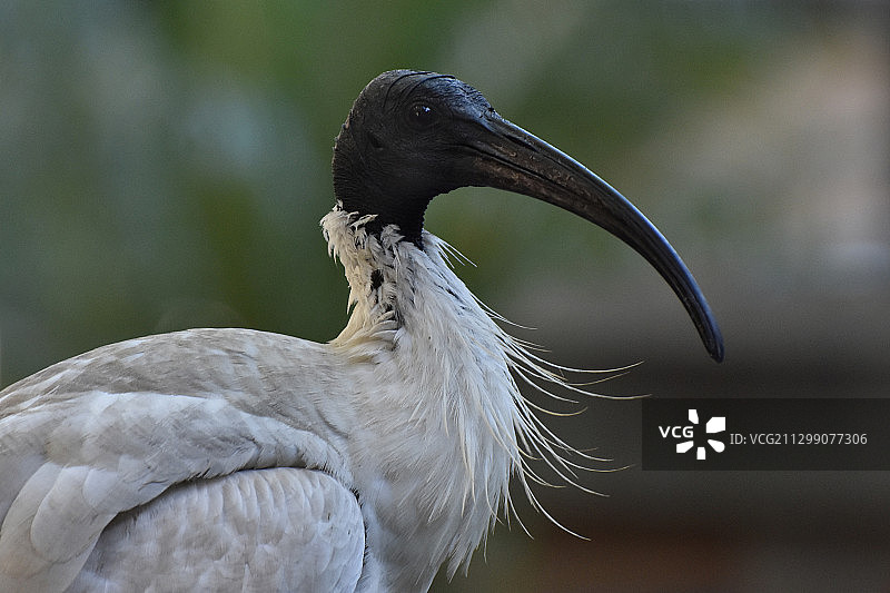澳大利亚悉尼：鸟类特写图片素材