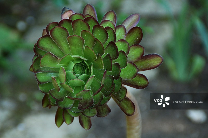 德国埃尔兰根的多肉植物特写图片素材