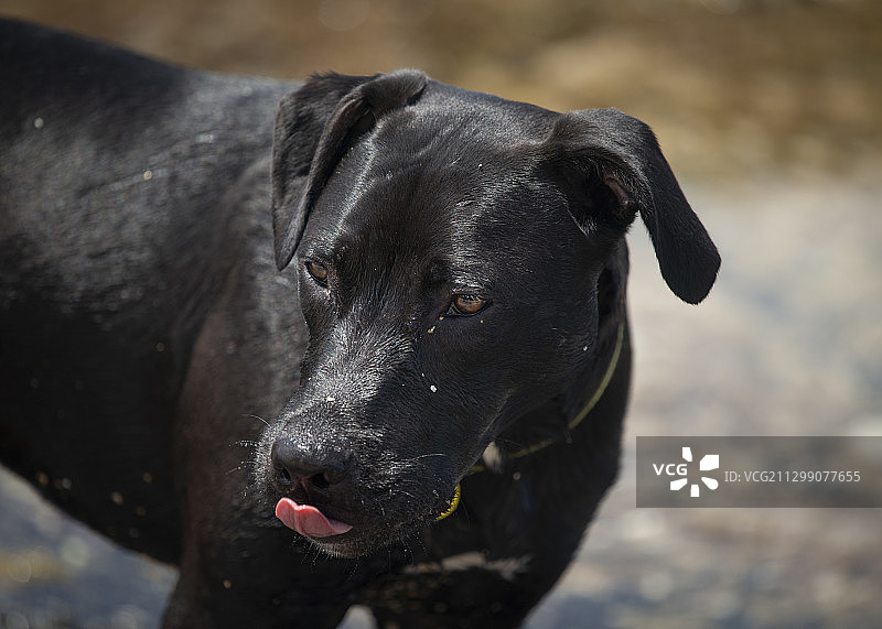 新西兰北岸的黑色狗特写图片素材