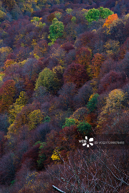 俄罗斯迈科普秋季森林中的树木高角度视图图片素材