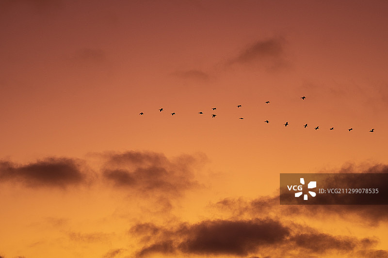 美国圣地亚哥日落时分鸟类飞行的仰视角度照片图片素材