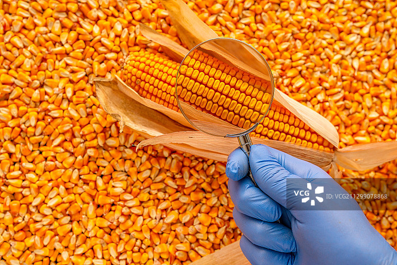 科学家检查收获的玉米种子质量，塞尔维亚诺维萨德图片素材
