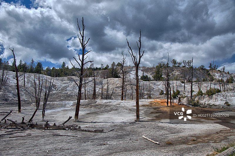 美国西黄石多云天空下的野外树木图片素材