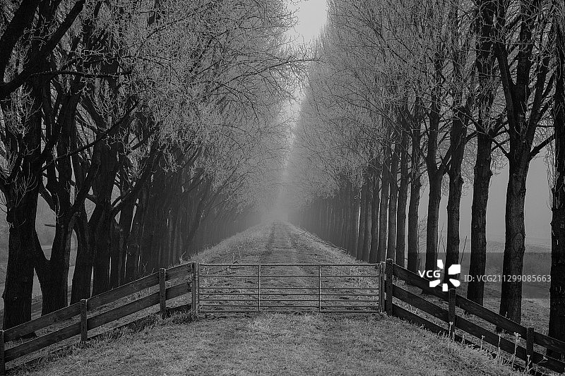 荷兰霍夫多普森林中的空旷道路图片素材