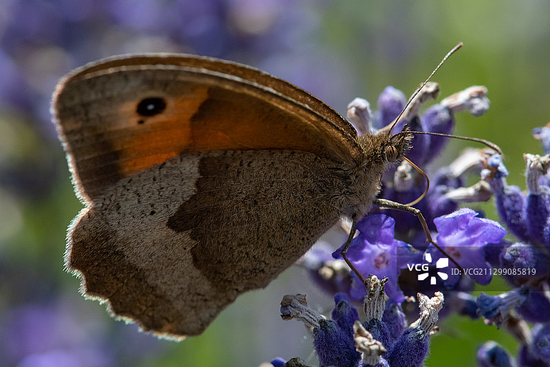 东迪恩紫色花朵上蝴蝶授粉特写，英国图片素材