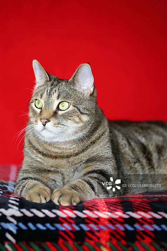 美国欢乐谷的猫肖像特写图片素材