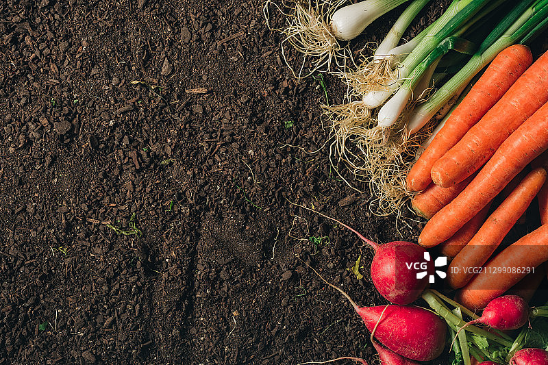 塞尔维亚诺维萨德的桌子上胡萝卜的俯视图图片素材
