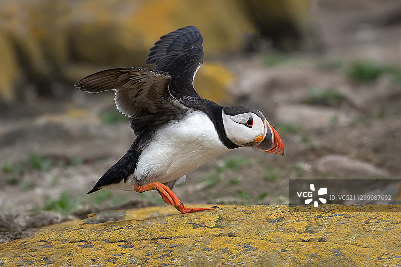 英国北桑德兰，栖息在岩石上的海鹦特写图片素材