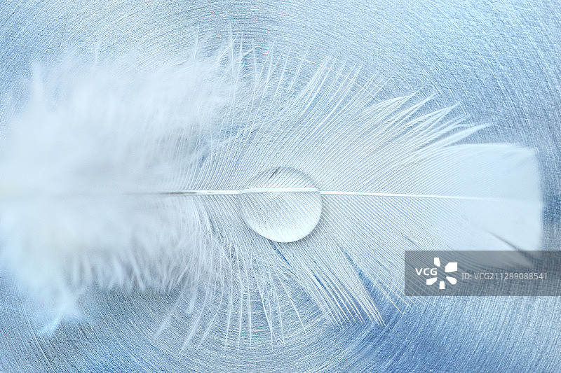 德国多特蒙德的羽毛特写图片素材