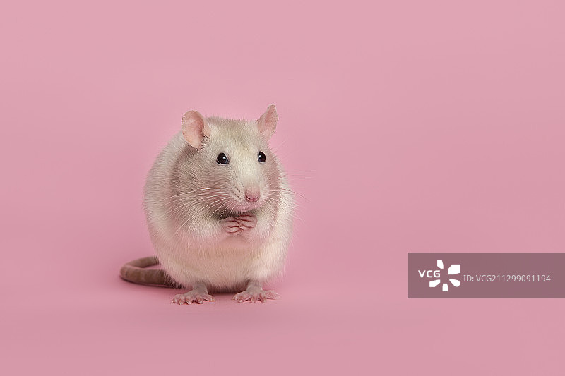 荷兰乌得勒支，粉色背景上的花枝鼠特写图片素材