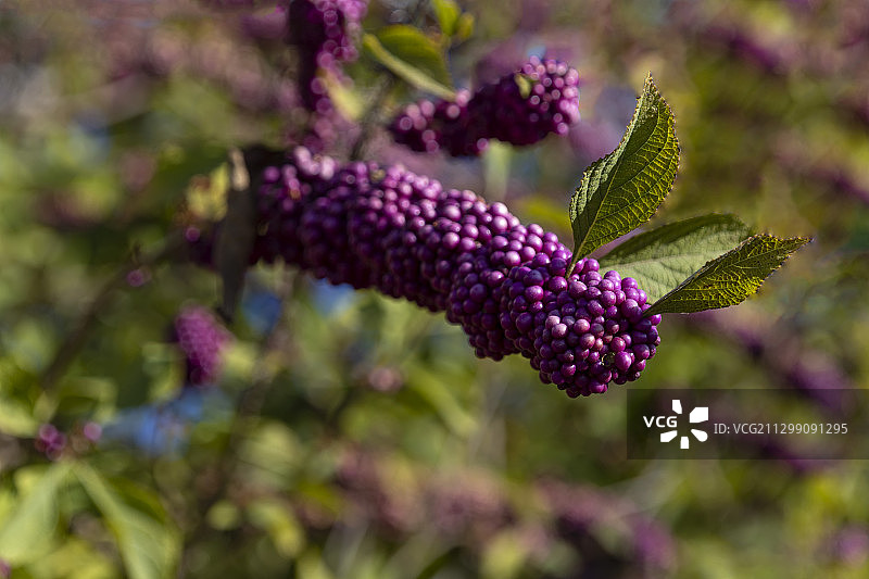 以色列里雄莱锡安紫色开花植物的特写图片素材