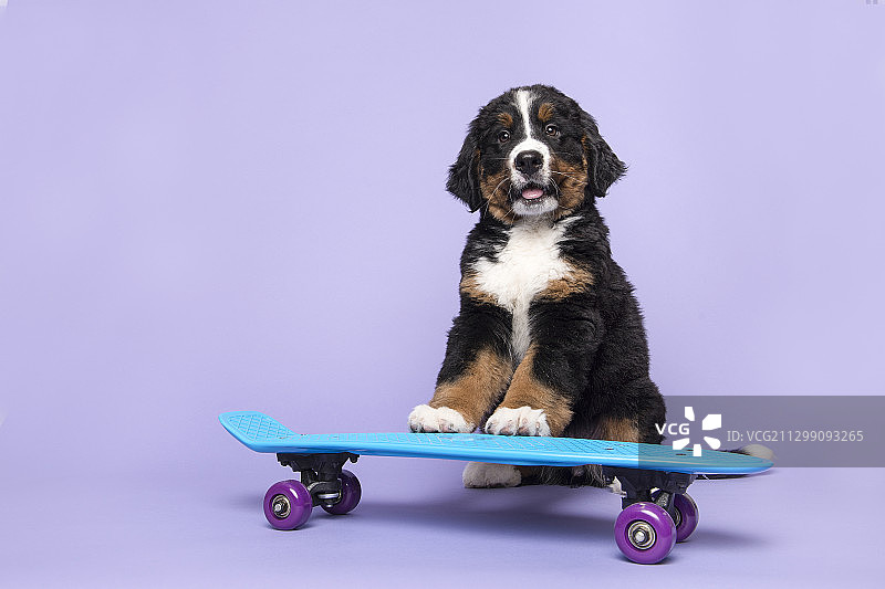 紫色背景上的滑板狗肖像图片素材