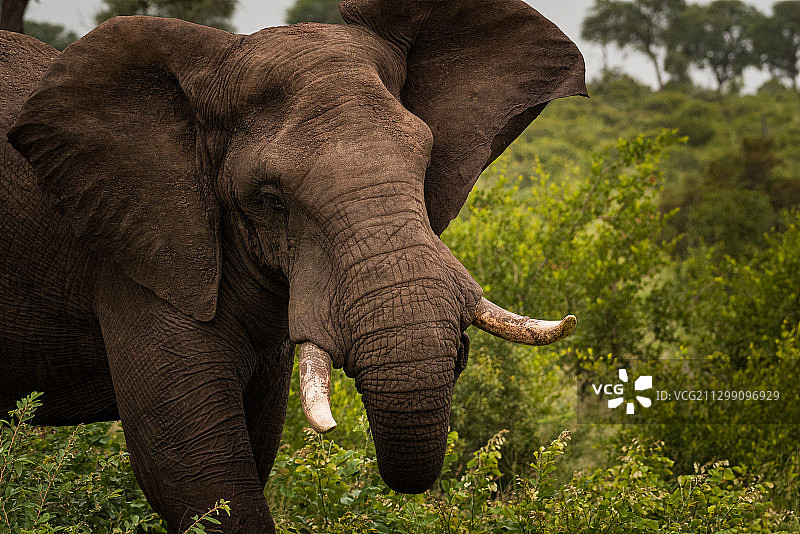 南非卡那封大象原野风光图片素材