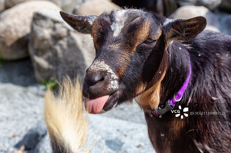 山羊特写图片素材