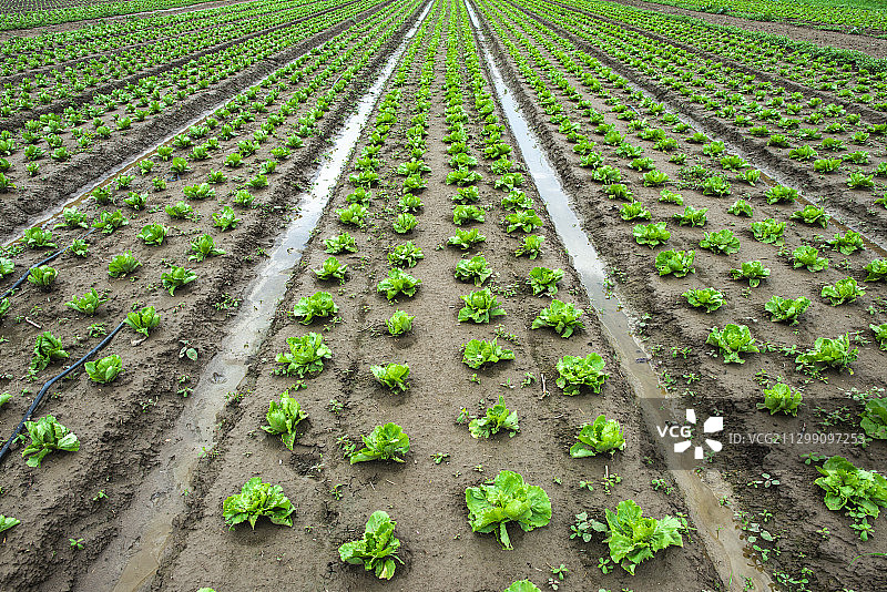 农田俯视图图片素材
