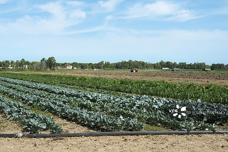 意大利坎波马里诺农业田野风光图片素材