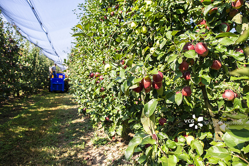 意大利圣托斯特凡诺-卡拉耶的大型工业苹果园苹果丰收图片素材