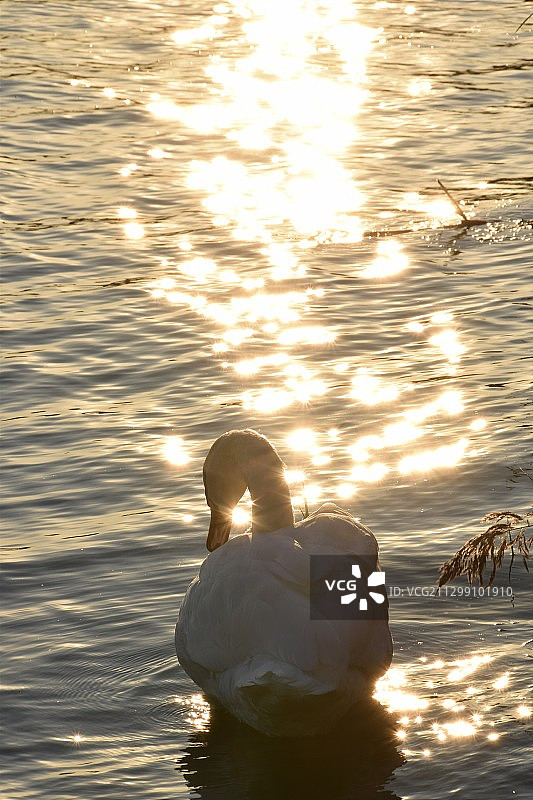 在湖中的女人的后视图，凯斯特海伊，匈牙利图片素材