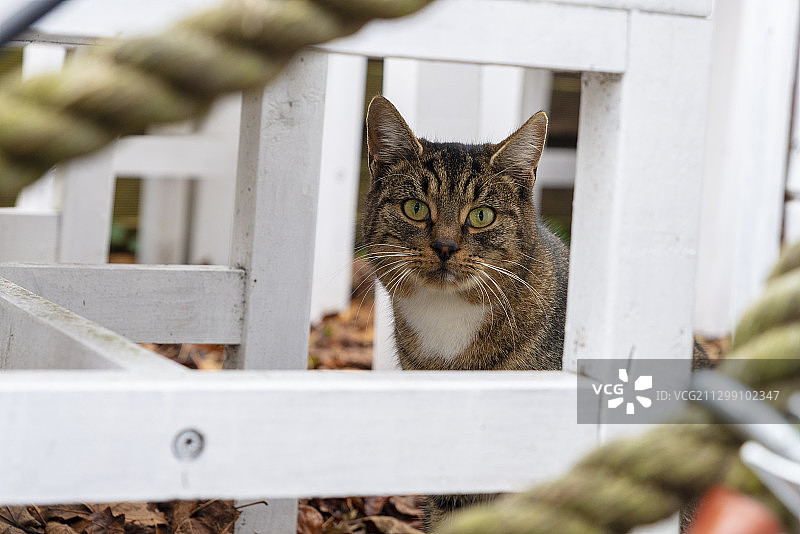 坐在波兰索波特围栏上的猫的肖像图片素材