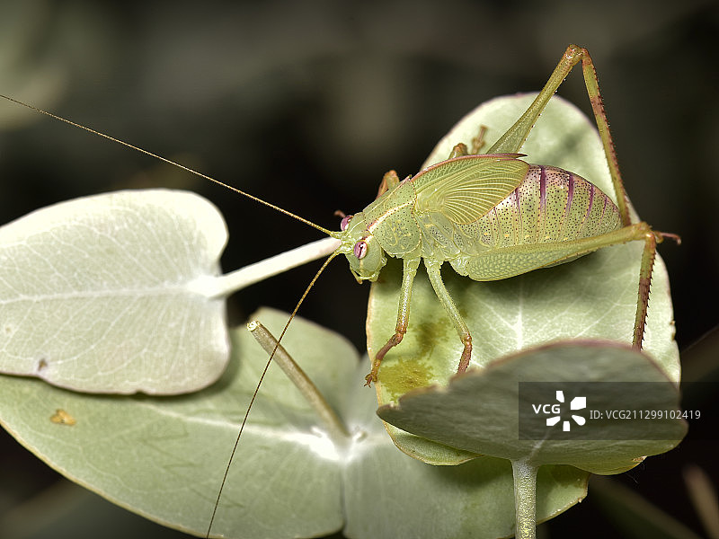 澳大利亚汤姆普莱斯树叶上的昆虫特写图片素材