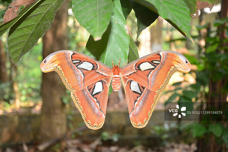叶子上蝴蝶的特写图片素材