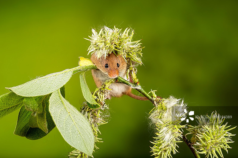 英国林伍德，植物上的昆虫特写图片素材