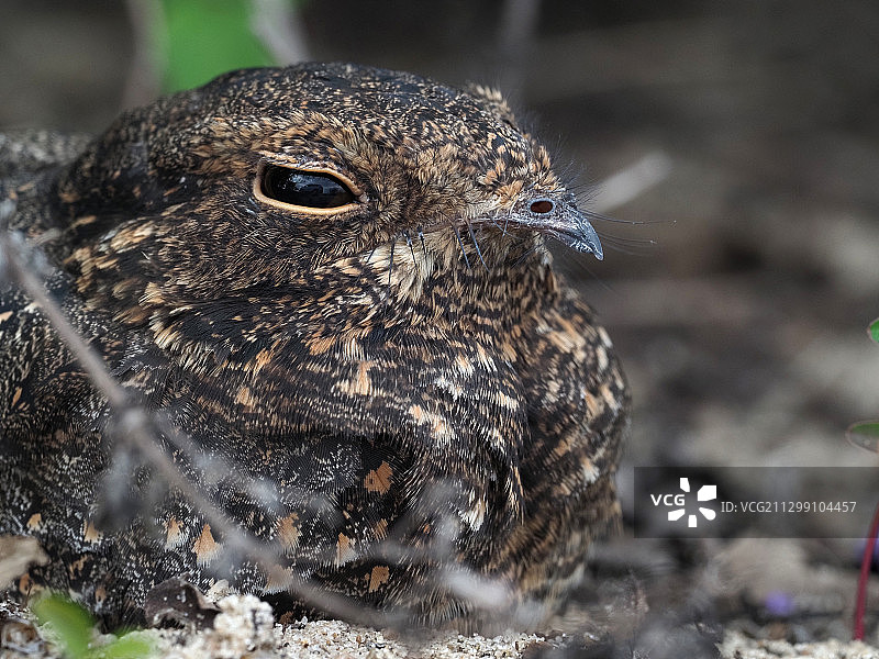 猫头鹰栖息在田野上的特写图片素材