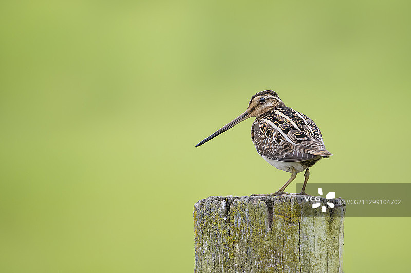 鸟儿栖息在木桩上特写图片素材