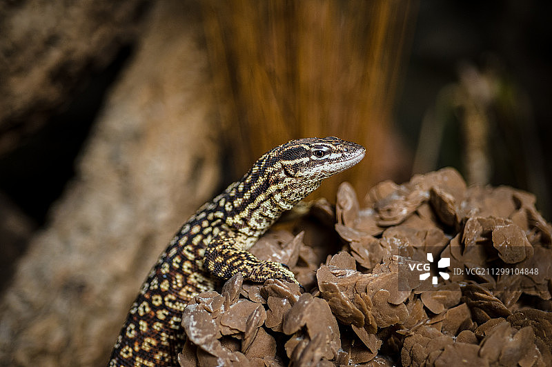 岩石上的蜥蜴特写，德国莱茵贝格图片素材